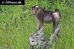 macaca nemestrina southern pig tailed macaque monkey macaca nemestrina southern pig tailed macaque monkey