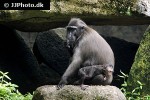 macaca nigra celebes crested macaque monkey macaca nigra celebes crested macaque monkey