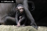 macaca nigra celebes crested macaque monkey macaca nigra celebes crested macaque monkey