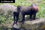 macaca nigra celebes crested macaque monkey macaca nigra celebes crested macaque monkey