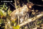 macaca radiata bonnet macaque macaca radiata bonnet macaque