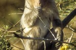 macaca radiata bonnet macaque macaca radiata bonnet macaque