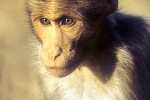 macaca radiata bonnet macaque macaca radiata bonnet macaque