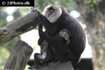 macaca silenus lion tailed macaque monkey macaca silenus lion tailed macaque monkey