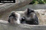 macaca silenus lion tailed macaque monkey macaca silenus lion tailed macaque monkey