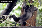 macaca silenus lion tailed macaque monkey macaca silenus lion tailed macaque monkey