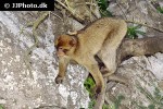 macaca sylvanus barbary macaque barbary ape monkey macaca sylvanus barbary macaque barbary ape monkey