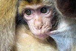 macaca sylvanus barbary macaque barbary ape monkey macaca sylvanus barbary macaque barbary ape monkey