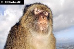 macaca sylvanus barbary macaque barbary ape monkey macaca sylvanus barbary macaque barbary ape monkey