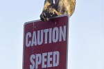 macaca sylvanus barbary macaque barbary ape monkey macaca sylvanus barbary macaque barbary ape monkey