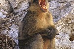 macaca sylvanus barbary macaque barbary ape monkey macaca sylvanus barbary macaque barbary ape monkey