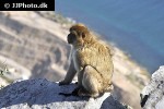 macaca sylvanus barbary macaque barbary ape monkey macaca sylvanus barbary macaque barbary ape monkey