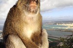macaca sylvanus barbary macaque barbary ape monkey macaca sylvanus barbary macaque barbary ape monkey