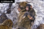 macaca sylvanus barbary macaque barbary ape monkey macaca sylvanus barbary macaque barbary ape monkey