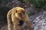 macaca sylvanus barbary macaque barbary ape monkey macaca sylvanus barbary macaque barbary ape monkey