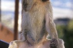 macaca sylvanus barbary macaque barbary ape monkey macaca sylvanus barbary macaque barbary ape monkey