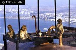 macaca sylvanus barbary macaque barbary ape monkey macaca sylvanus barbary macaque barbary ape monkey