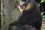 mandrillus sphinx mandrill monkey mandrillus sphinx mandrill monkey