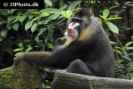 mandrillus sphinx mandrill monkey mandrillus sphinx mandrill monkey