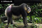 mandrillus sphinx mandrill monkey mandrillus sphinx mandrill monkey
