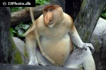 nasalis larvatus proboscis monkey nasalis larvatus proboscis monkey