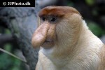 nasalis larvatus proboscis monkey nasalis larvatus proboscis monkey