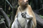 nasalis larvatus proboscis monkey nasalis larvatus proboscis monkey