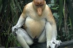 nasalis larvatus proboscis monkey nasalis larvatus proboscis monkey