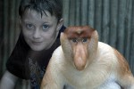 nasalis larvatus proboscis monkey nasalis larvatus proboscis monkey