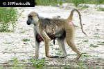 papio cynocephalus yellow baboon papio cynocephalus yellow baboon
