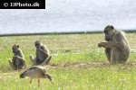 papio cynocephalus yellow baboon papio cynocephalus yellow baboon