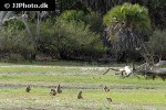 papio cynocephalus yellow baboon papio cynocephalus yellow baboon