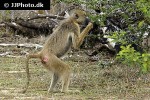 papio cynocephalus yellow baboon papio cynocephalus yellow baboon