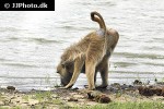 papio cynocephalus yellow baboon papio cynocephalus yellow baboon