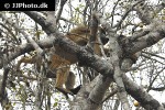 papio cynocephalus yellow baboon papio cynocephalus yellow baboon
