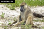 papio cynocephalus yellow baboon papio cynocephalus yellow baboon
