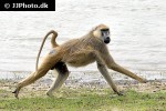 papio cynocephalus yellow baboon papio cynocephalus yellow baboon