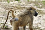 papio cynocephalus yellow baboon papio cynocephalus yellow baboon