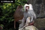 papio hamadryas hamadryas baboon monkey papio hamadryas hamadryas baboon monkey