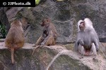 papio hamadryas hamadryas baboon monkey papio hamadryas hamadryas baboon monkey