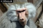 papio hamadryas hamadryas baboon monkey papio hamadryas hamadryas baboon monkey