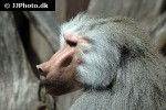 papio hamadryas hamadryas baboon monkey papio hamadryas hamadryas baboon monkey