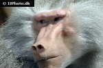 papio hamadryas hamadryas baboon monkey papio hamadryas hamadryas baboon monkey