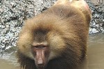 papio hamadryas hamadryas baboon monkey papio hamadryas hamadryas baboon monkey