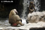 papio hamadryas hamadryas baboon monkey papio hamadryas hamadryas baboon monkey