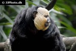 pithecia pithecia white faced saki monkey pithecia pithecia white faced saki monkey