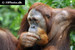 pongo pygmaeus bornean orangutan pongo pygmaeus bornean orangutan