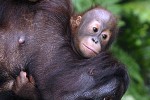 pongo pygmaeus bornean orangutan pongo pygmaeus bornean orangutan