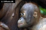 pongo pygmaeus bornean orangutan pongo pygmaeus bornean orangutan