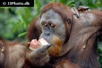 pongo pygmaeus bornean orangutan pongo pygmaeus bornean orangutan